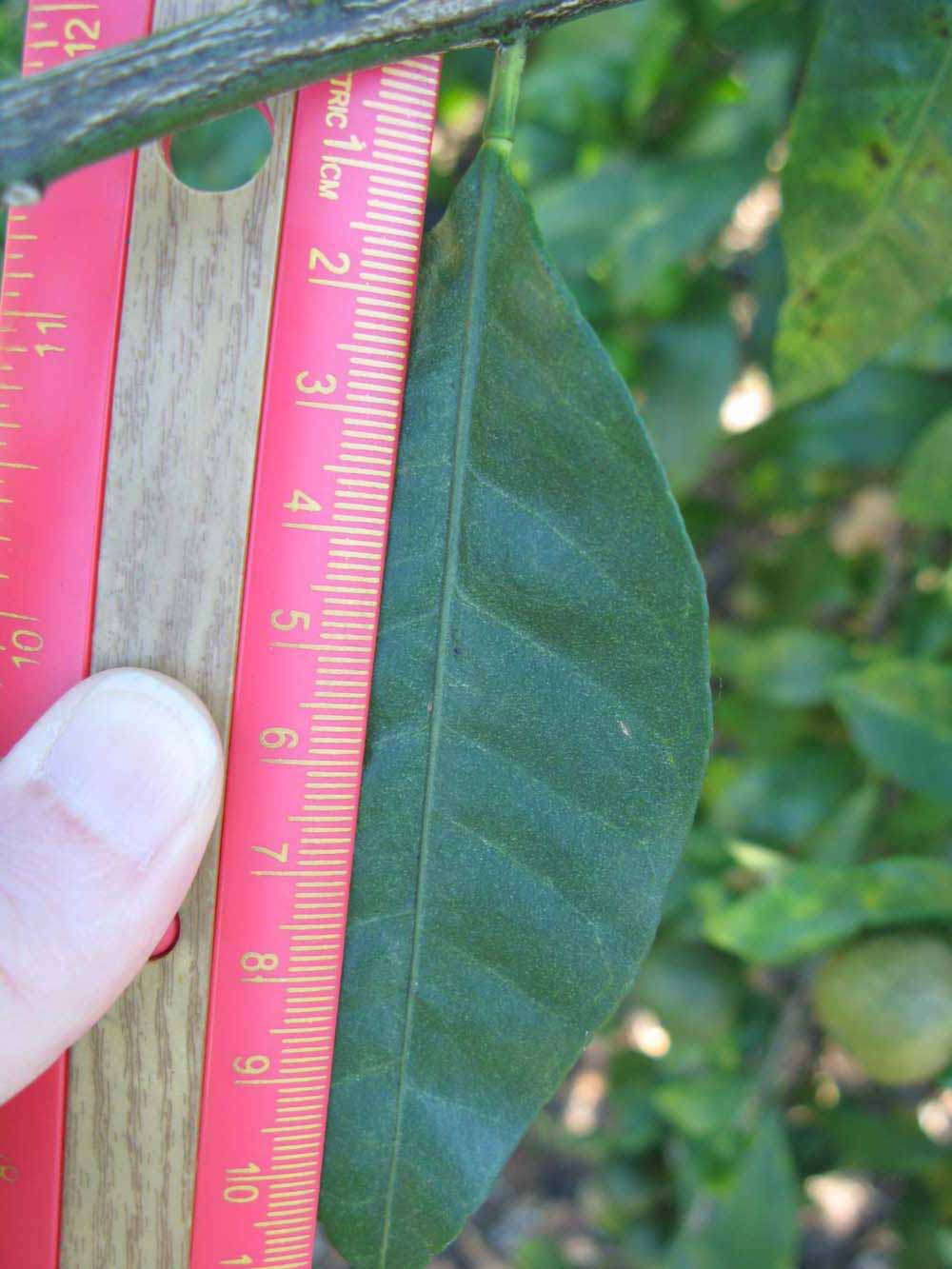              Unifoliolate leaf (Winter Haven, FL)       